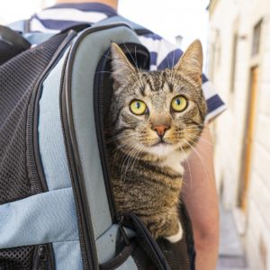 PawPack Cat