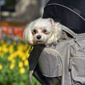 PawPack Dog – little
