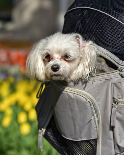 hund_alt