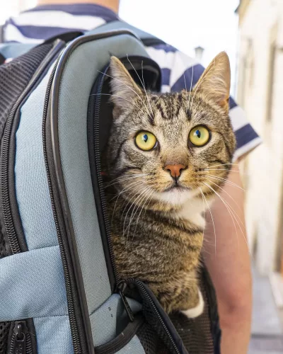 katze_alt